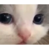 Mix animales 5 15