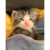 Mix animales 9 20