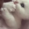 Mix animales 6 16
