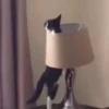 Mix animales 6 17