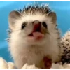 Mix animales 9 21