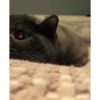 Mix animales 5 16
