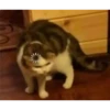 Mix animales 6 18