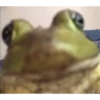 Frogggs 19