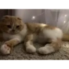 Mix animales 10 20