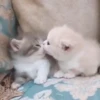 Mix animales 6 19