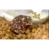 Frogggs 20