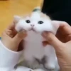 Mix animales 7 17