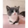 Mix animales 6 20