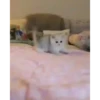 Mix animales 7 18