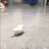Mix animales 9 22