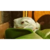 Frogggs 21