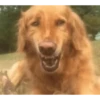 Mix animales 10 21