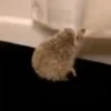 Mix animales 6 22