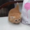 Mix animales 6 23