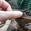 Frogggs 23