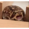 Frogggs 24