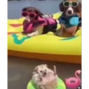 Mix animales 9 24