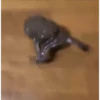 Frogggs 25