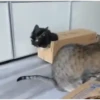 Mix animales 7 19