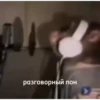 обезьRни пон :: @fStikBot 26