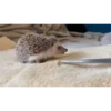 Mix animales 9 25