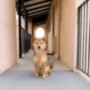 Mix animales 7 21