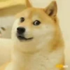Mix animales 7 22