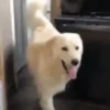 Mix animales 10 24