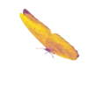 Borboletas 1 26