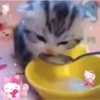 Mix animales 6 24