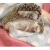 Mix animales 9 26