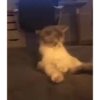 Mix animales 9 27