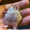 Frogggs 26
