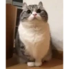 Mix animales 10 25