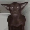 Mix animales 7 23
