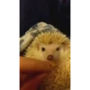 Mix animales 6 25