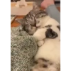 Mix animales 5 22