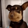 Mix animales 7 24