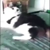 Mix animales 5 23