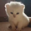 Mix animales 6 26