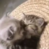 Mix animales 9 28