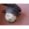 Mix animales 10 26