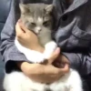 Mix animales 10 27