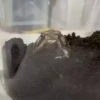 Frogggs 27