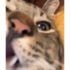Mix animales 5 24