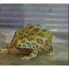 Frogggs 28