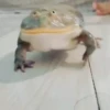 Frogggs 29