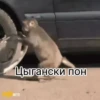 обезьRни пон :: @fStikBot 30