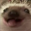 Mix animales 6 28
